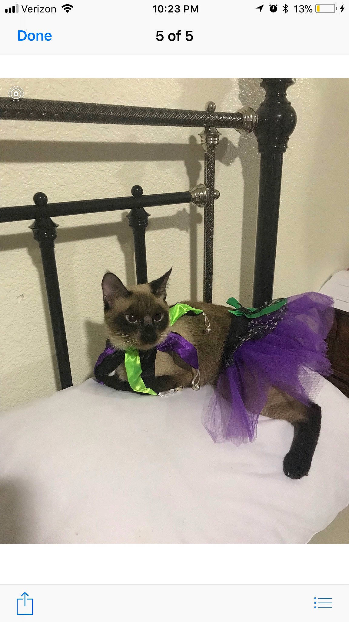 Blue joined the competition — help win amazing prizes! black_cat, canidae, carnivore, cat, dog_breed, dog_supply, event, fashion_accessory, fawn, felidae, fence, fur, leash, magenta, pet_supply, purple, small_to_medium_sized_cats, tail, violet, whiskers