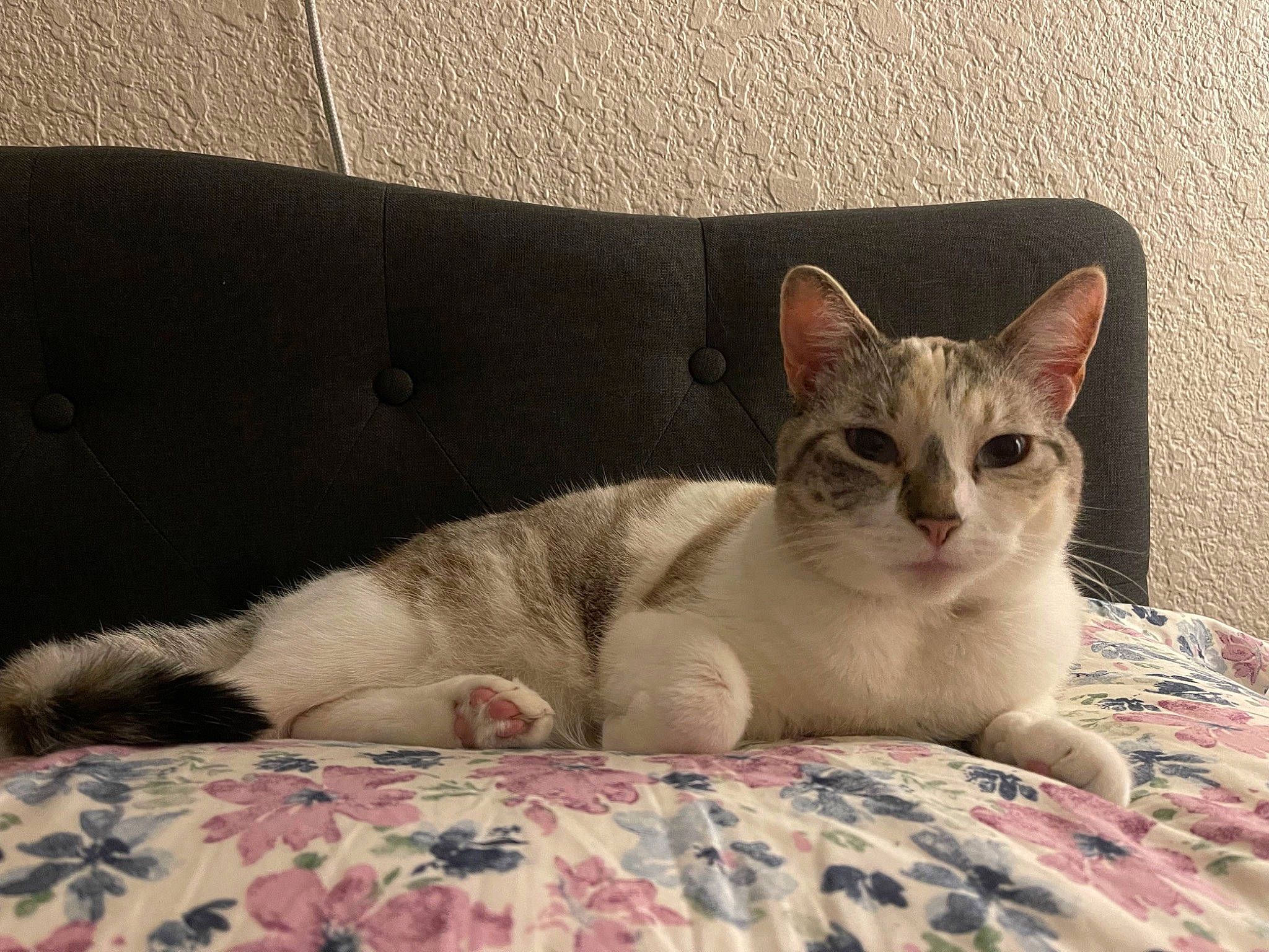 Alula joined the competition — help win amazing prizes! bed, bedding, carnivore, cat, cat_supply, comfort, couch, domestic_short_haired_cat, fawn, felidae, fur, linens, paw, sleeper_chair, small_to_medium_sized_cats, snout, tail, terrestrial_animal, whiskers, window