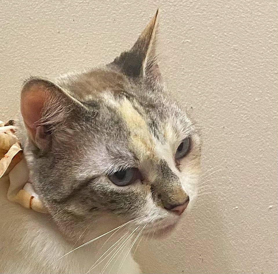 Alula joined the competition — help win amazing prizes! box, carnivore, cat, domestic_short_haired_cat, fawn, felidae, fur, paw, small_to_medium_sized_cats, snout, tail, whiskers, window