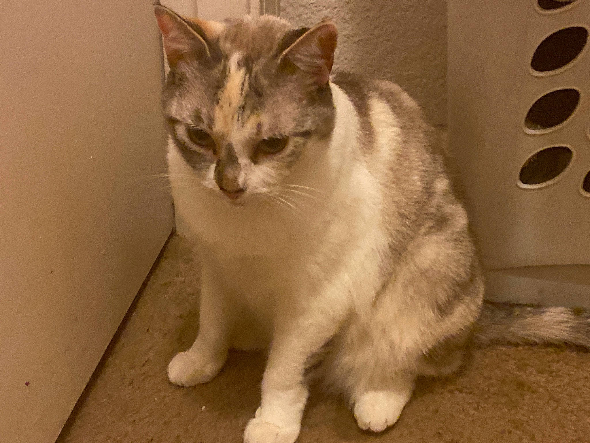 Alula joined the competition — help win amazing prizes! carnivore, cat, cat_furniture, domestic_short_haired_cat, eye, fawn, felidae, flooring, fur, grey, paw, small_to_medium_sized_cats, snout, tail, terrestrial_animal, thai, whiskers, window