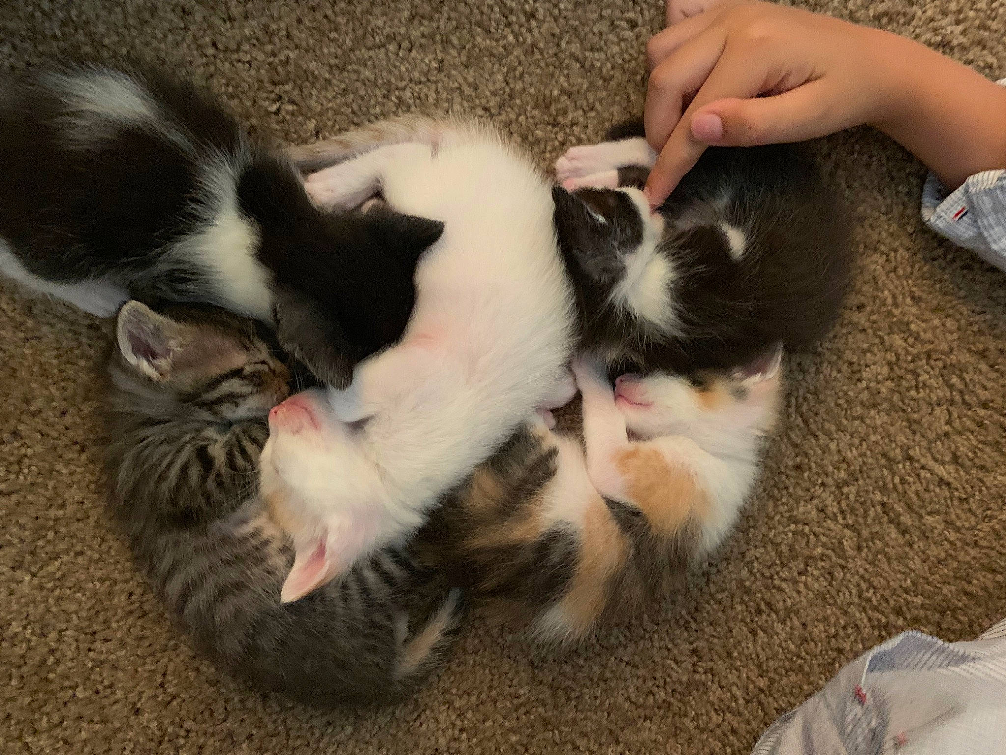 Pachis is registered to the contest to win money with this photo: carnivore, cat, claw, comfort, companion_dog, dog_breed, domestic_short_haired_cat, felidae, foot, fur, lap, nail, paw, small_to_medium_sized_cats, snout, tail, terrestrial_animal, whiskers