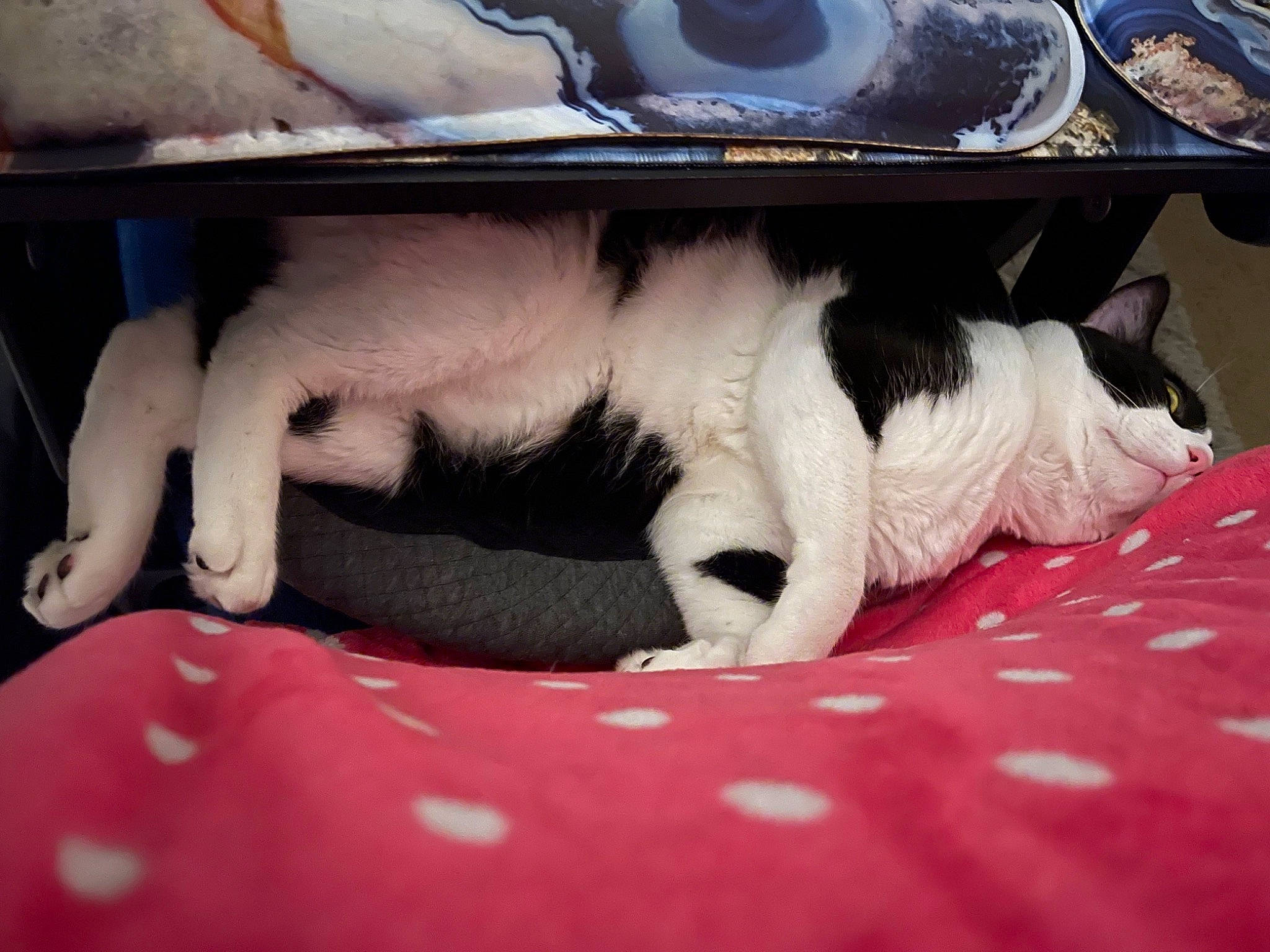 Milk joined the competition — help win amazing prizes! bedding, canidae, carmine, carnivore, cat, comfort, companion_dog, dog_breed, domestic_short_haired_cat, felidae, foot, fur, human_leg, linens, nap, small_to_medium_sized_cats, snout, whiskers, window, windshield