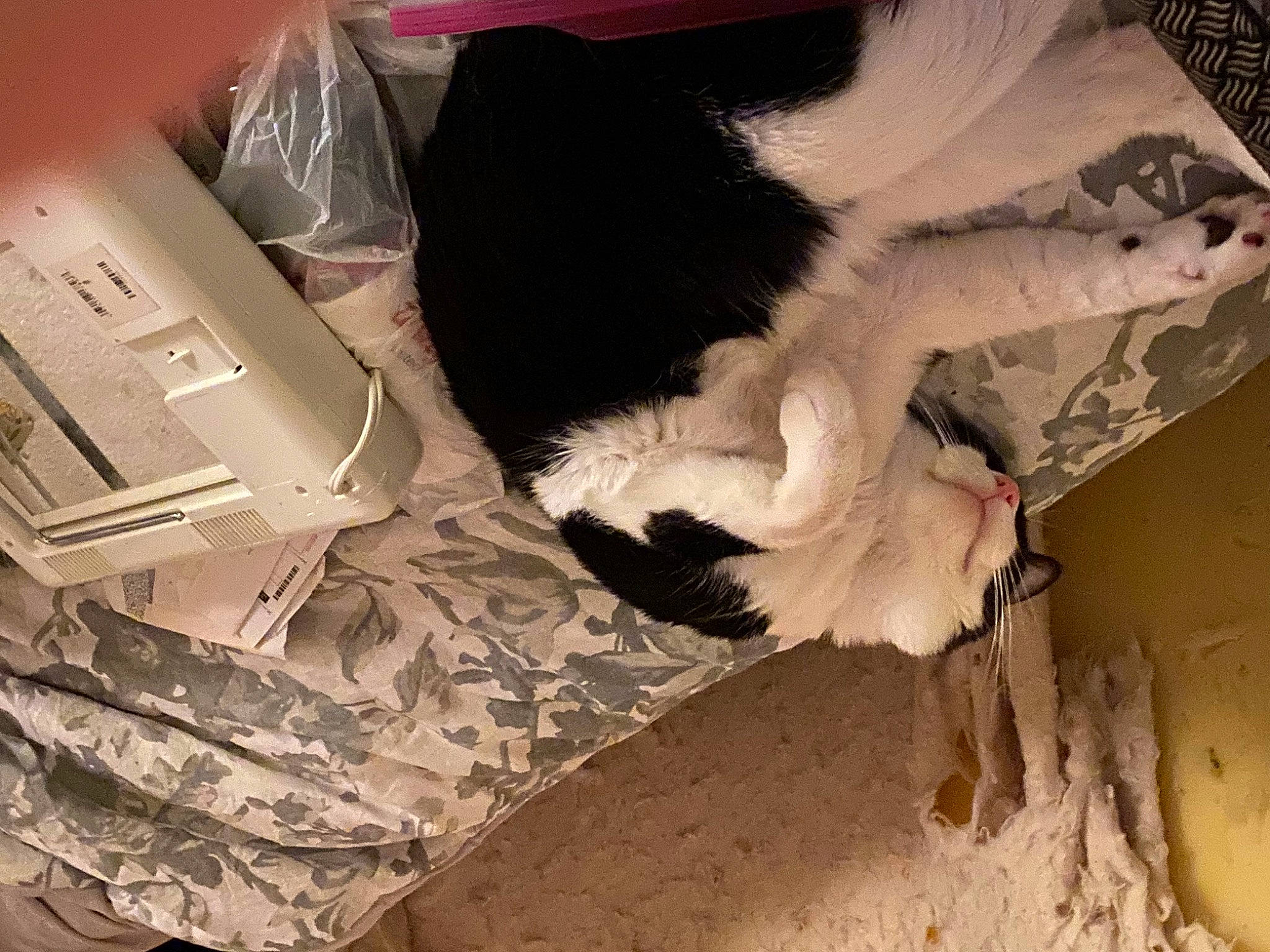 Milk joined the competition — help win amazing prizes! box, cardboard, carnivore, cat, claw, comfort, companion_dog, dog_breed, domestic_short_haired_cat, felidae, fur, linens, packaging_and_labeling, paw, small_to_medium_sized_cats, snout, tail, whiskers, wood, working_animal