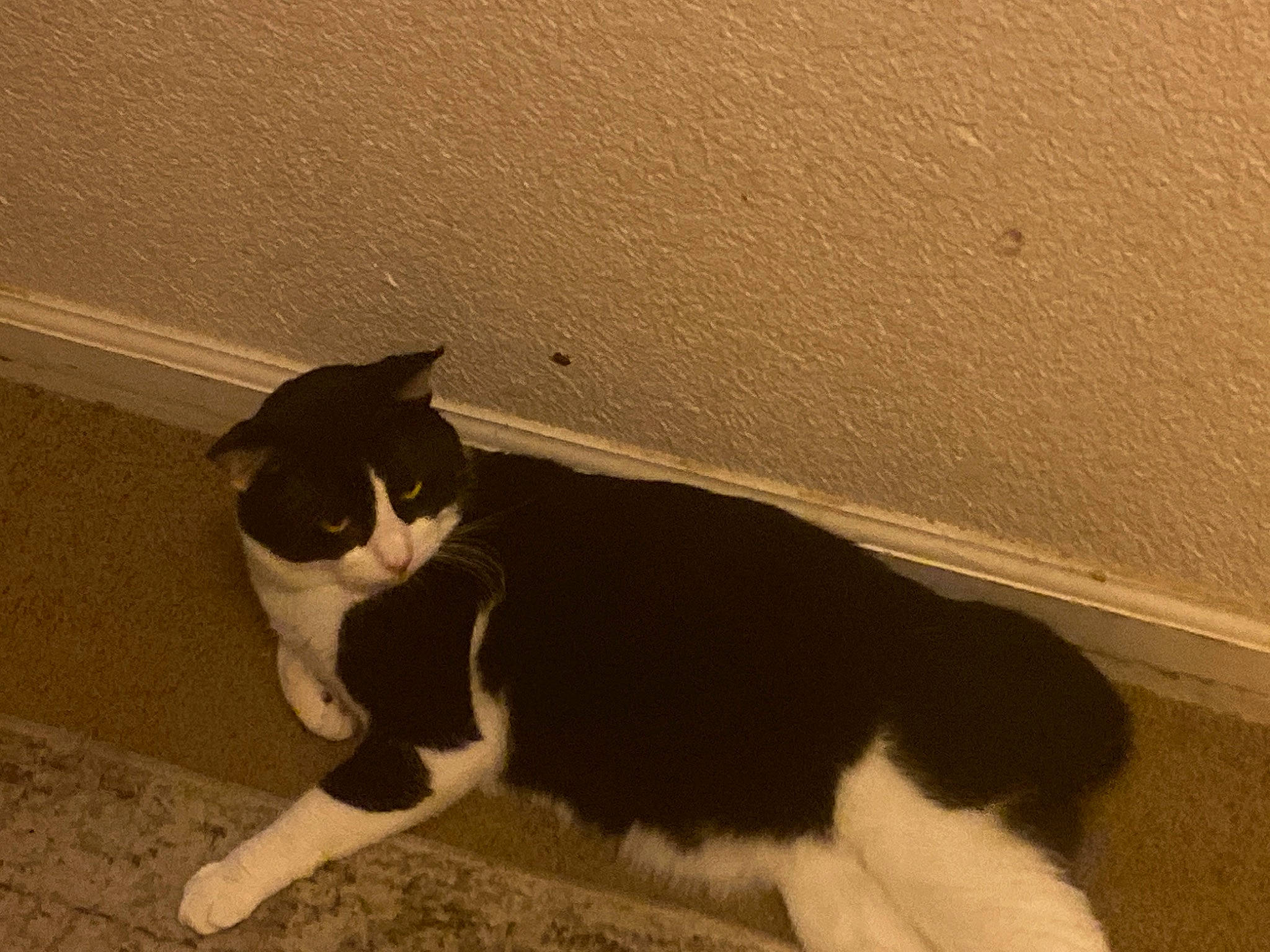 Milk is registered to the contest to win money with this photo: carnivore, cat, domestic_short_haired_cat, felidae, flooring, fur, hardwood, monochrome_photography, paw, shadow, small_to_medium_sized_cats, snout, tail, terrestrial_animal, tints_and_shades, whiskers, window, wood