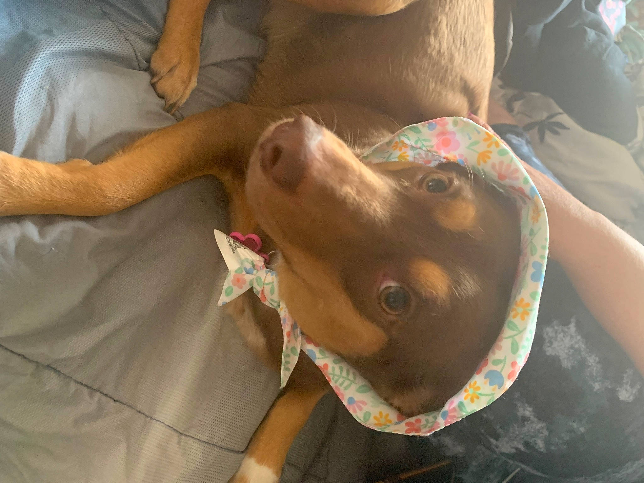 Mocha is registered to the contest to win money with this photo: canidae, carnivore, chest, comfort, companion_dog, dog, dog_breed, fawn, flesh, fun, human_leg, jaw, liver, musical_instrument, nail, snout, sporting_group, weimaraner, working_animal, wrinkle