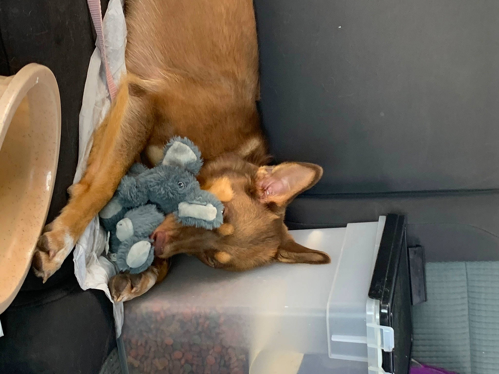 Mocha joined the competition — help win amazing prizes! canidae, carnivore, comfort, companion_dog, dog_breed, ear, fawn, felidae, fur, goat, goats, hat, human_leg, livestock, snout, sporting_group, stuffed_toy, sun_hat, whiskers, working_animal