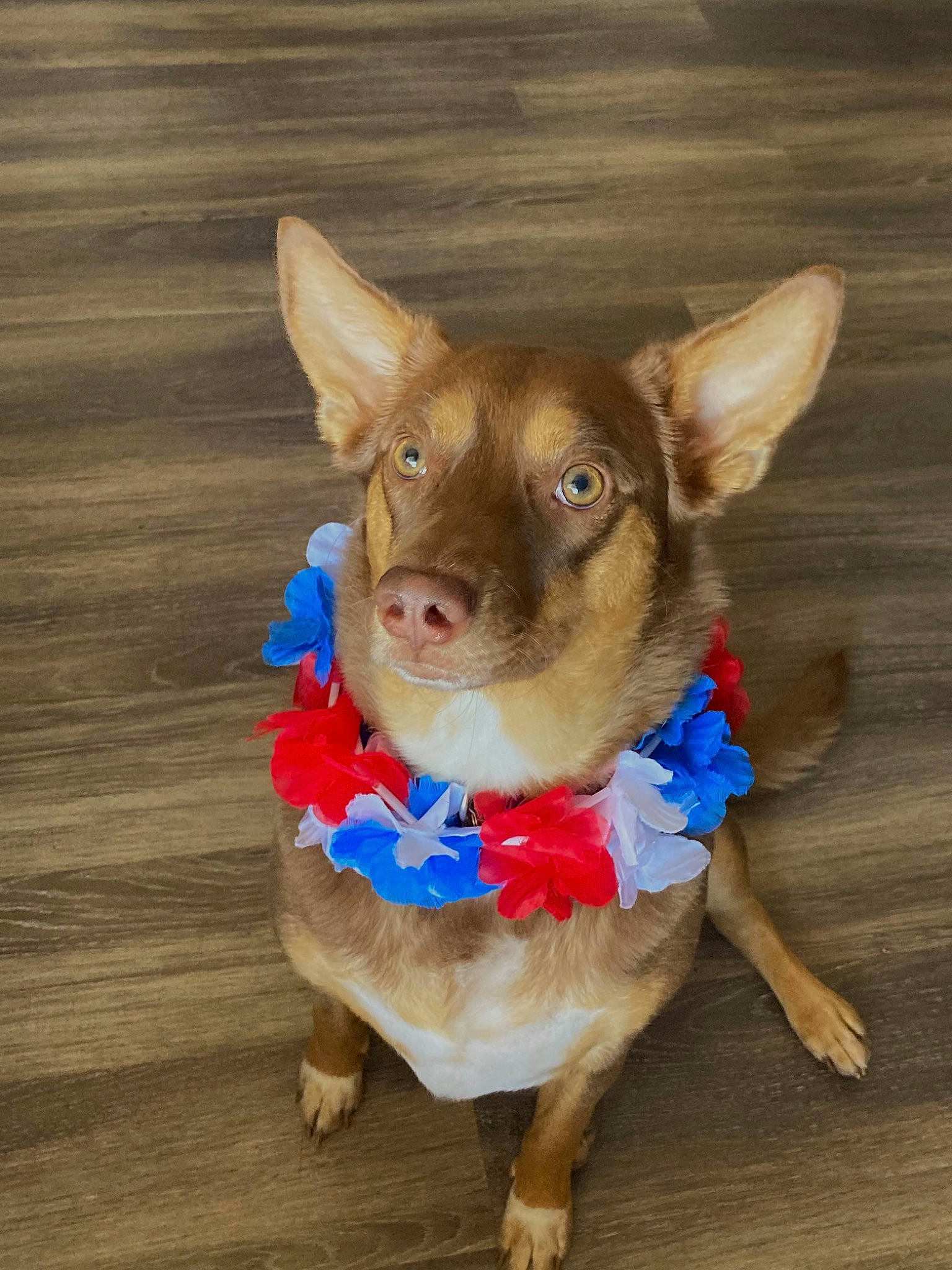 Mocha joined the competition — help win amazing prizes! carnivore, collar, companion_dog, dog, dog_breed, dog_clothes, dog_collar, dog_supply, ear, fashion_accessory, fawn, fur, liver, party_hat, pet_supply, snout, toy_dog, whiskers, wood, working_animal
