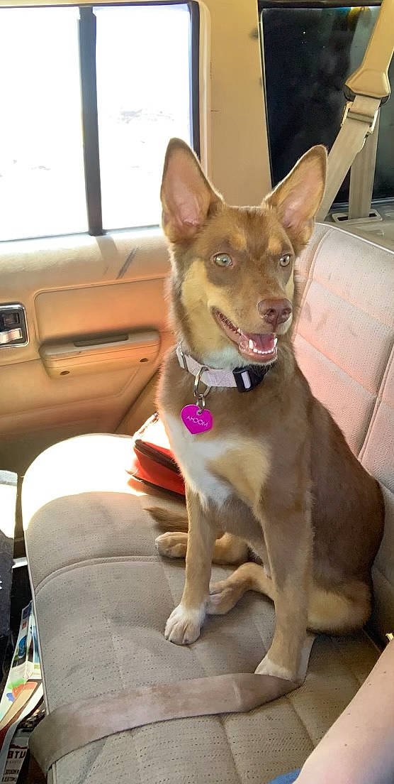 Mocha joined the competition — help win amazing prizes! car, carnivore, chihuahua, collar, companion_dog, dog, dog_breed, dog_collar, dog_supply, door, fawn, fur, snout, sporting_group, tail, vehicle, vehicle_door, whiskers, window, working_animal