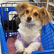 Sky joined the competition — help win amazing prizes! dog, shopping_cart, purple_harness, fluffy, pet, store, blanket, blue, curious, tongue_out, cute, small_dog, indoor, retail, animal, fur, leisure, paw, face, muzzle
