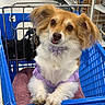dog, shopping_cart, purple_harness, fluffy, pet, store, blanket, blue, curious, tongue_out, cute, small_dog, indoor, retail, animal, fur, leisure, paw, face, muzzle