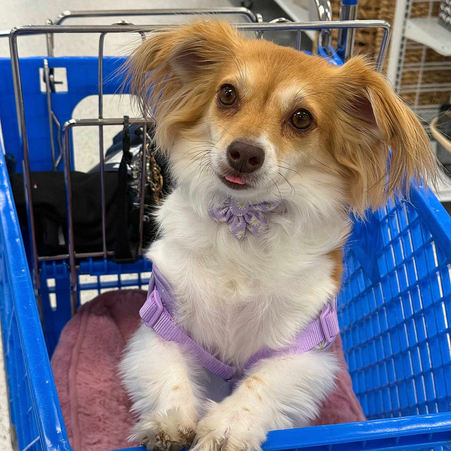 Sky joined the competition — help win amazing prizes! dog, shopping_cart, purple_harness, fluffy, pet, store, blanket, blue, curious, tongue_out, cute, small_dog, indoor, retail, animal, fur, leisure, paw, face, muzzle
