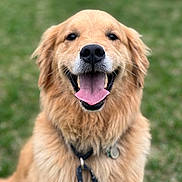 Grace joined the competition — help win amazing prizes! animal, canine, collar, companion, cute, dog, friendly, fur, golden_retriever, grass, happy, leash, mammal, nature, outdoor, pet, playful, portrait, smiling, tongue_out
