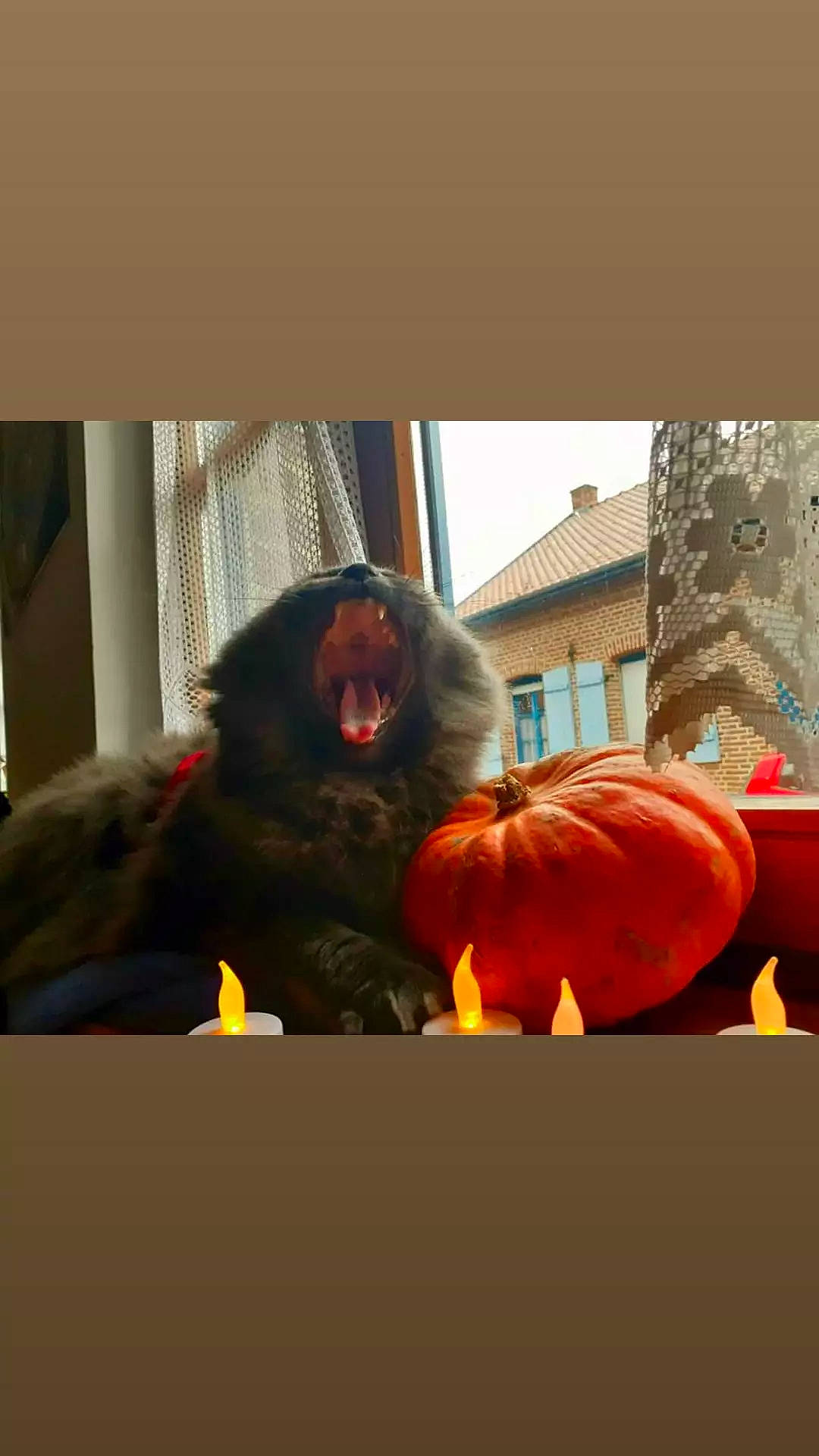 Sherlock participe au concours pour gagner de l'argent avec cette photo : art, building, calabaza, cucurbita, fruit, fur, gourd, jack_o_lantern, local_food, natural_foods, plant, primate, produce, pumpkin, squash, tradition, tree, trick_or_treat, vegetable, winter_squash