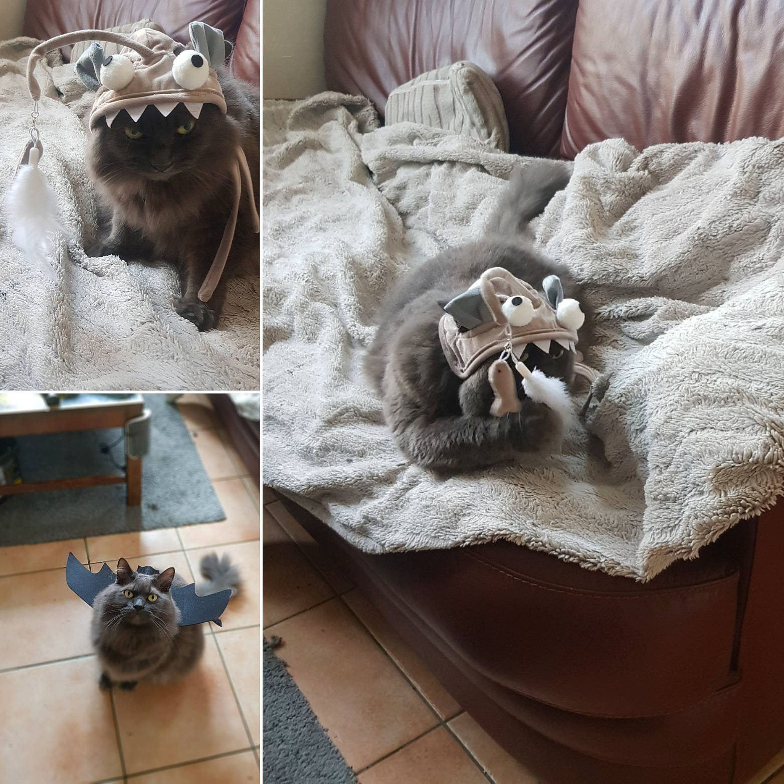 Sherlock a rejoint le concours — aidez-le/la à gagner de superbes lots ! bag, bedding, brown, carnivore, comfort, companion_dog, couch, fashion_accessory, felidae, flooring, fur, grey, linens, luggage_and_bags, mammal, pattern, room, vertebrate, whiskers, wood