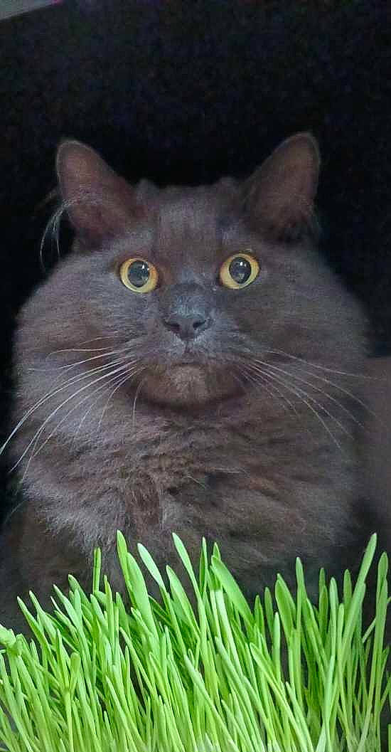 Sherlock participe au concours pour gagner de l'argent avec cette photo : carnivore, cat, domestic_short_haired_cat, felidae, fur, grass, groundcover, iris, plant, russian_blue, small_to_medium_sized_cats, snout, terrestrial_animal, terrestrial_plant, whiskers