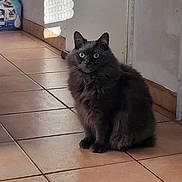 Sherlock a rejoint le concours — aidez-le/la à gagner de superbes lots ! cat, gray_cat, fluffy_cat, sitting, alert, wide_eyes, indoor, tiled_floor, hallway, shadow, domestic, pet, animal, curious, feline, fur, household, quiet, light, corner