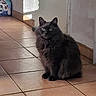 cat, gray_cat, fluffy_cat, sitting, alert, wide_eyes, indoor, tiled_floor, hallway, shadow, domestic, pet, animal, curious, feline, fur, household, quiet, light, corner