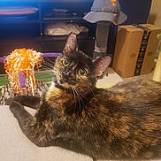 Lil Clouds is registered to the contest to win money with this photo: cat, tortoiseshell, pet, indoor, feline, whiskers, curious, toy, scratching_post, box, carpet, sitting, looking_up, animal, fur, ears, eyes, home, relaxed, closeup