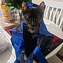 Lil Clouds is registered to the contest to win money with this photo: cat, tortoiseshell_cat, blue_bag, shopping_bag, table, chair, flowers, bouquet, kitchen, domestic, pet, curious, wide_eyes, indoor, household, white_chair, plastic_bag, tablecloth, food_package, domestic_life