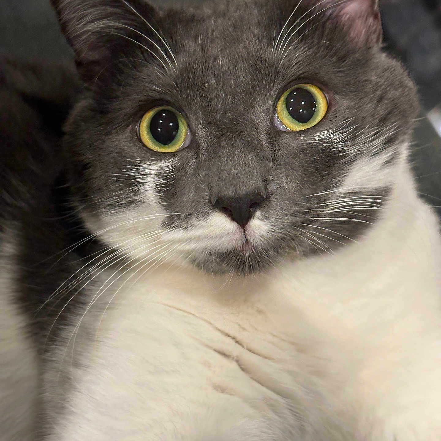 Olaf a rejoint le concours — aidez-le/la à gagner de superbes lots ! abyssinian, angora, animal, brasssection, cat, horn, kitten, manx, musicalinstrument, pet, siamese, snout
