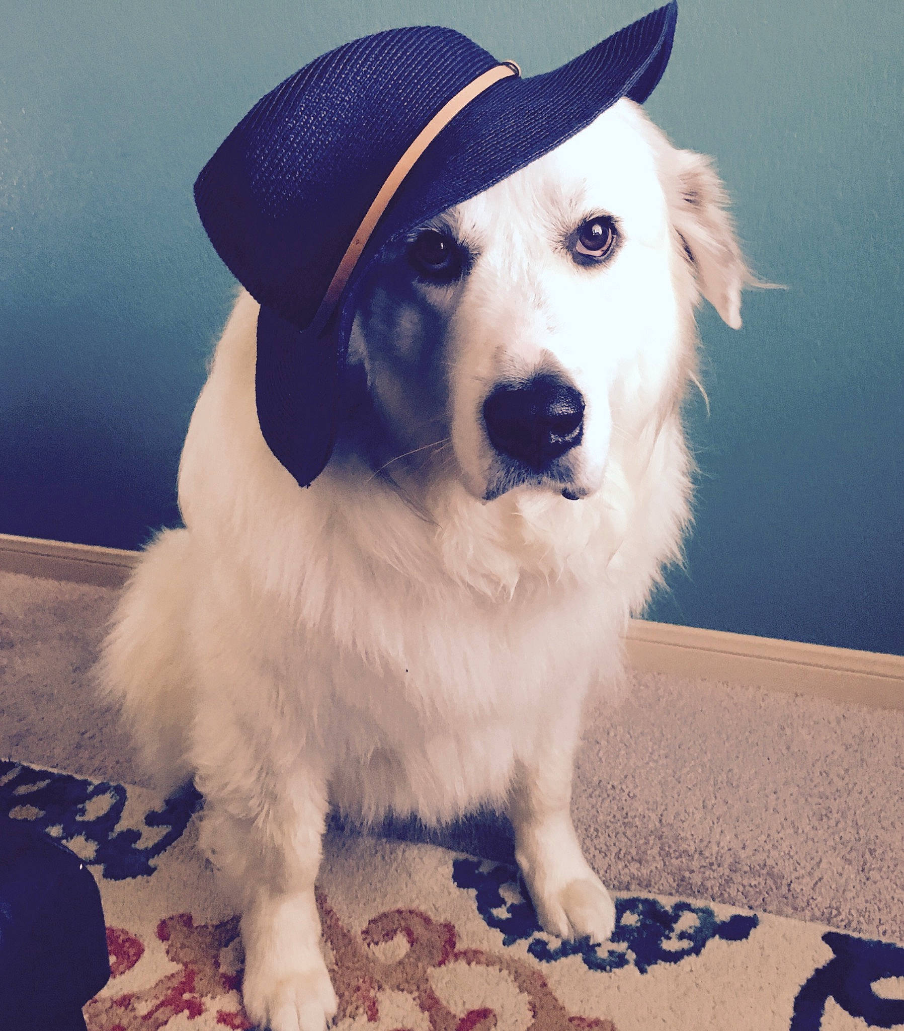 Myko joined the competition — help win amazing prizes! canidae, carnivore, companion_dog, dog, dog_breed, fashion_accessory, fur, hat, headgear, mammal, sky, sporting_group, vertebrate