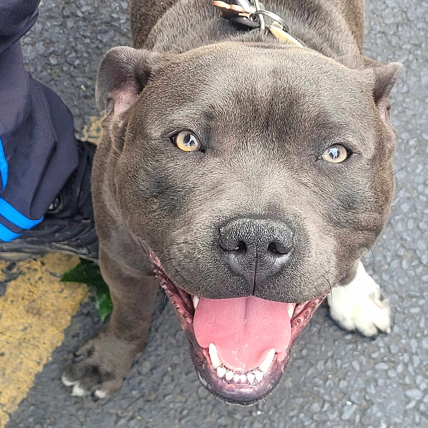 Milo joined the competition — help win amazing prizes! alloywheel, animal, bodypart, boxer, boy, bulldog, canine, car, carwheel, child, dog, frenchbulldog, male, mouth, person, pet, pitbull, policedog, puppy, snout