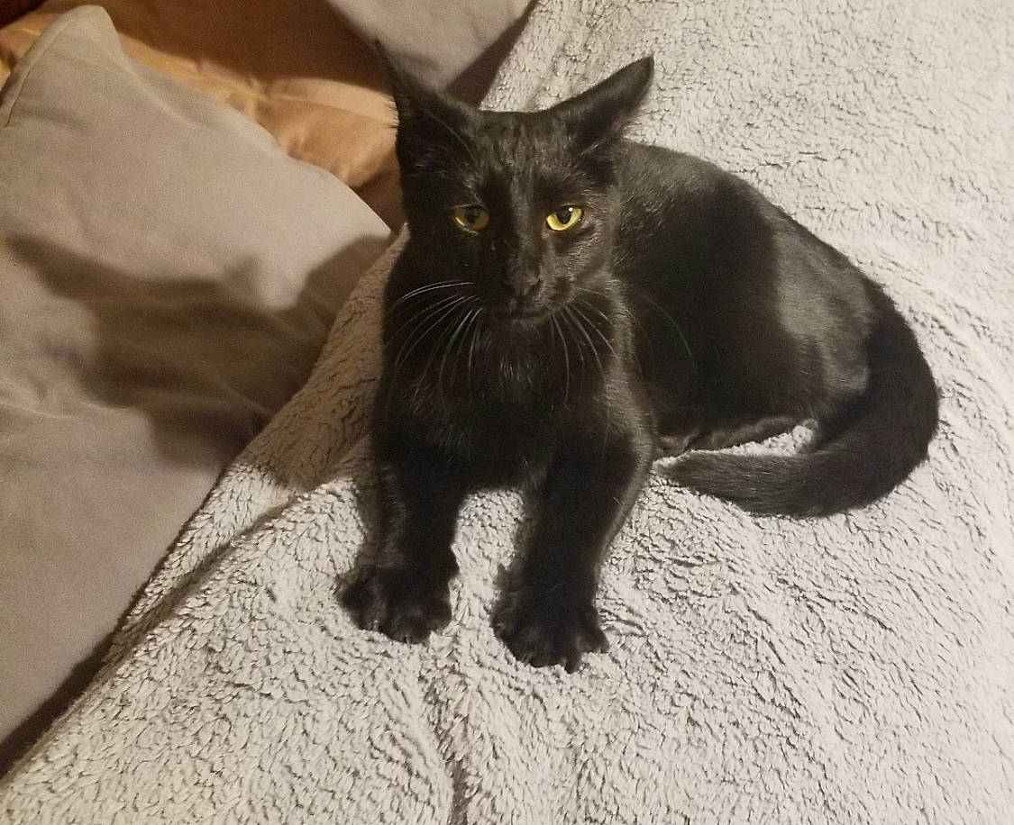 Calypso is registered to the contest to win money with this photo: black_cat, bombay, carnivore, cat, claw, domestic_short_haired_cat, felidae, foot, fur, grey, paw, shadow, small_to_medium_sized_cats, snout, tail, terrestrial_animal, whiskers