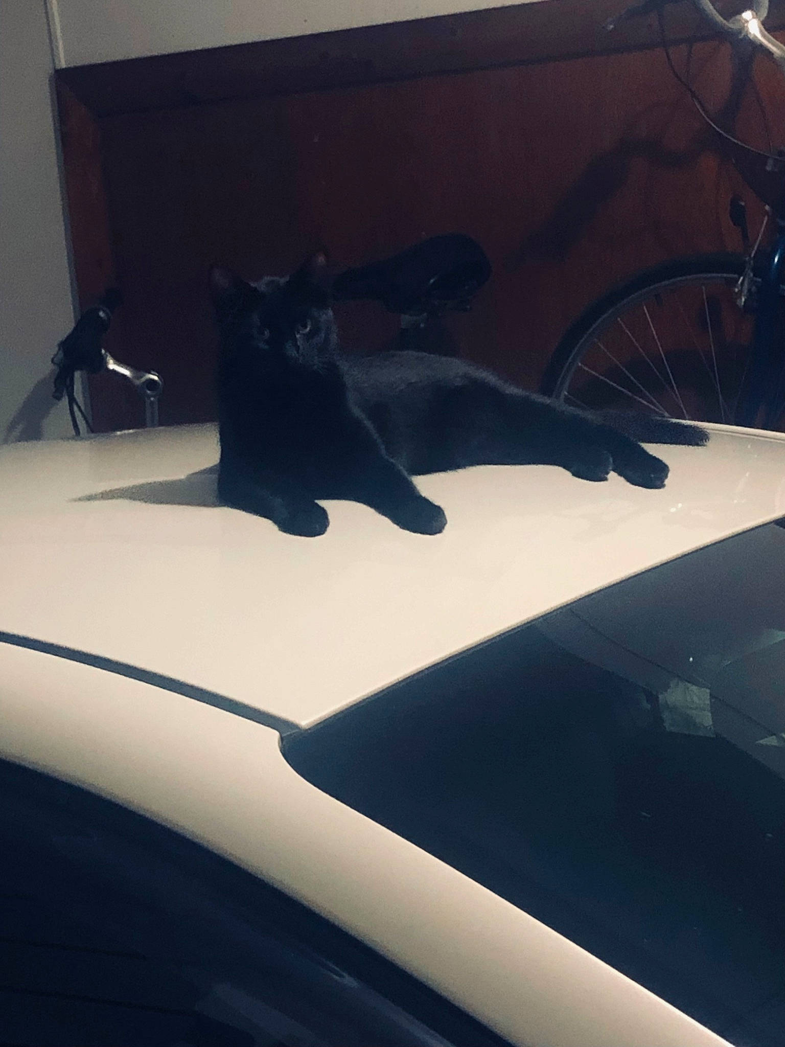 Calypso is registered to the contest to win money with this photo: automotive_design, automotive_exterior, automotive_lighting, automotive_mirror, automotive_tire, bombay, carnivore, cat, comfort, felidae, fender, hood, motor_vehicle, small_to_medium_sized_cats, tail, tints_and_shades, vehicle, vehicle_door, whiskers, window