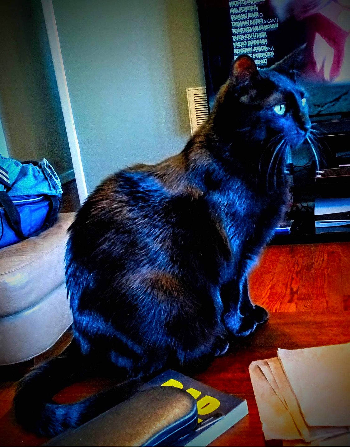 Calypso is registered to the contest to win money with this photo: backpack, black_cat, blue, bombay, carnivore, cat, chair, comfort, domestic_short_haired_cat, electric_blue, felidae, flooring, fur, glass, sitting, small_to_medium_sized_cats, snout, tail, whiskers, window