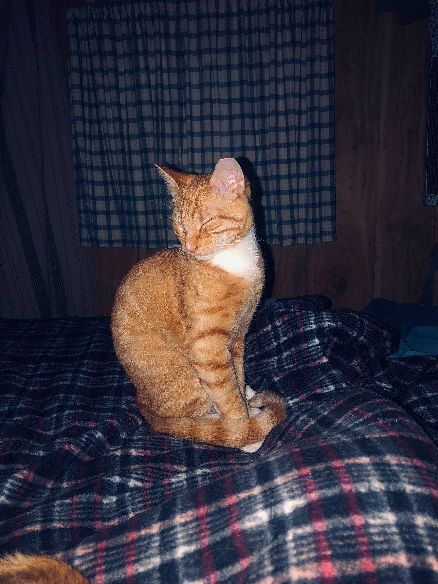 Amenadiel joined the competition — help win amazing prizes! carnivore, cat, comfort, domestic_short_haired_cat, fawn, felidae, flooring, fur, linens, pattern, paw, plaid, sitting, small_to_medium_sized_cats, tail, tartan, textile, tree, whiskers, wood