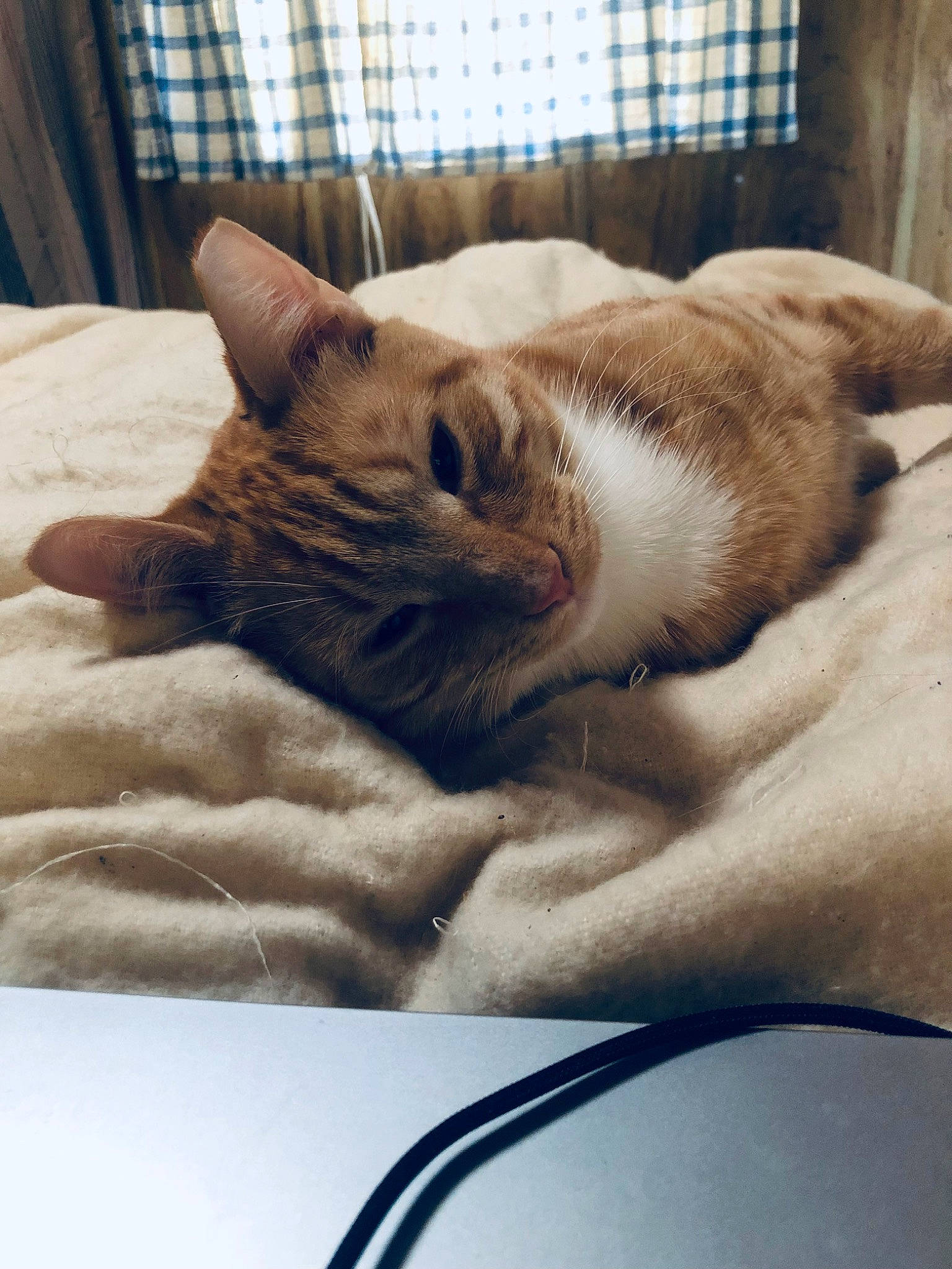 Amenadiel joined the competition — help win amazing prizes! bedding, canidae, carnivore, cat, claw, comfort, companion_dog, domestic_short_haired_cat, fawn, felidae, fur, human_leg, linens, nap, paw, small_to_medium_sized_cats, tail, vertebrate, whiskers, wood