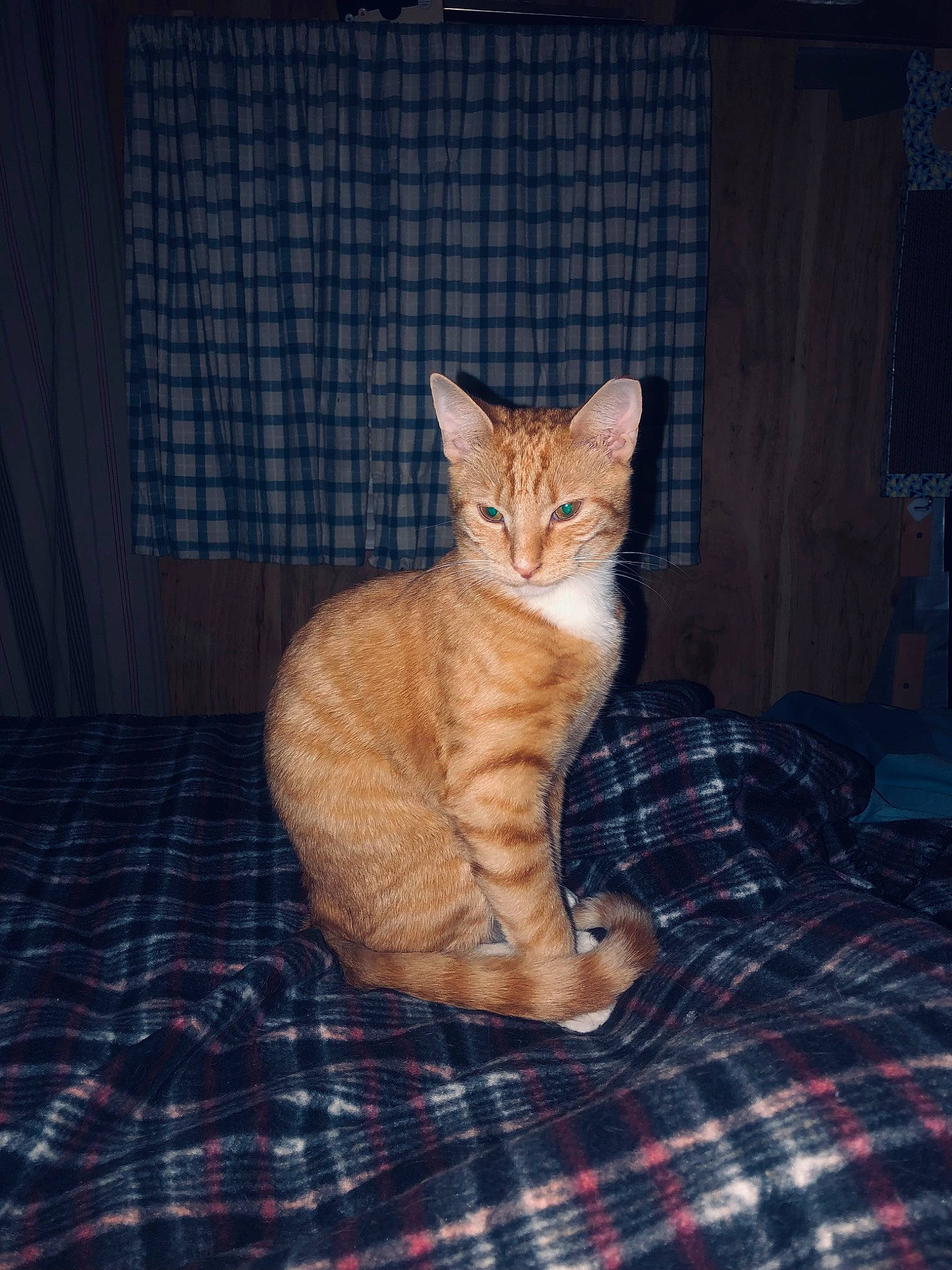 Amenadiel is registered to the contest to win money with this photo: carnivore, cat, claw, comfort, domestic_short_haired_cat, fawn, felidae, fur, linens, pattern, paw, plaid, plant, sitting, small_to_medium_sized_cats, tail, tartan, tree, whiskers, wood