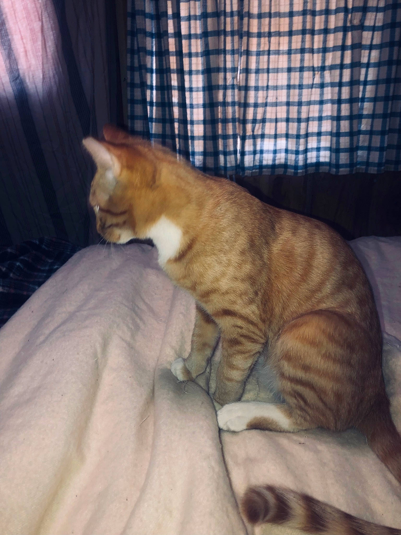 Amenadiel is registered to the contest to win money with this photo: bedding, carnivore, cat, claw, comfort, domestic_short_haired_cat, fawn, felidae, foot, fur, linens, nap, paw, sitting, small_to_medium_sized_cats, tail, terrestrial_animal, whiskers, window, wood