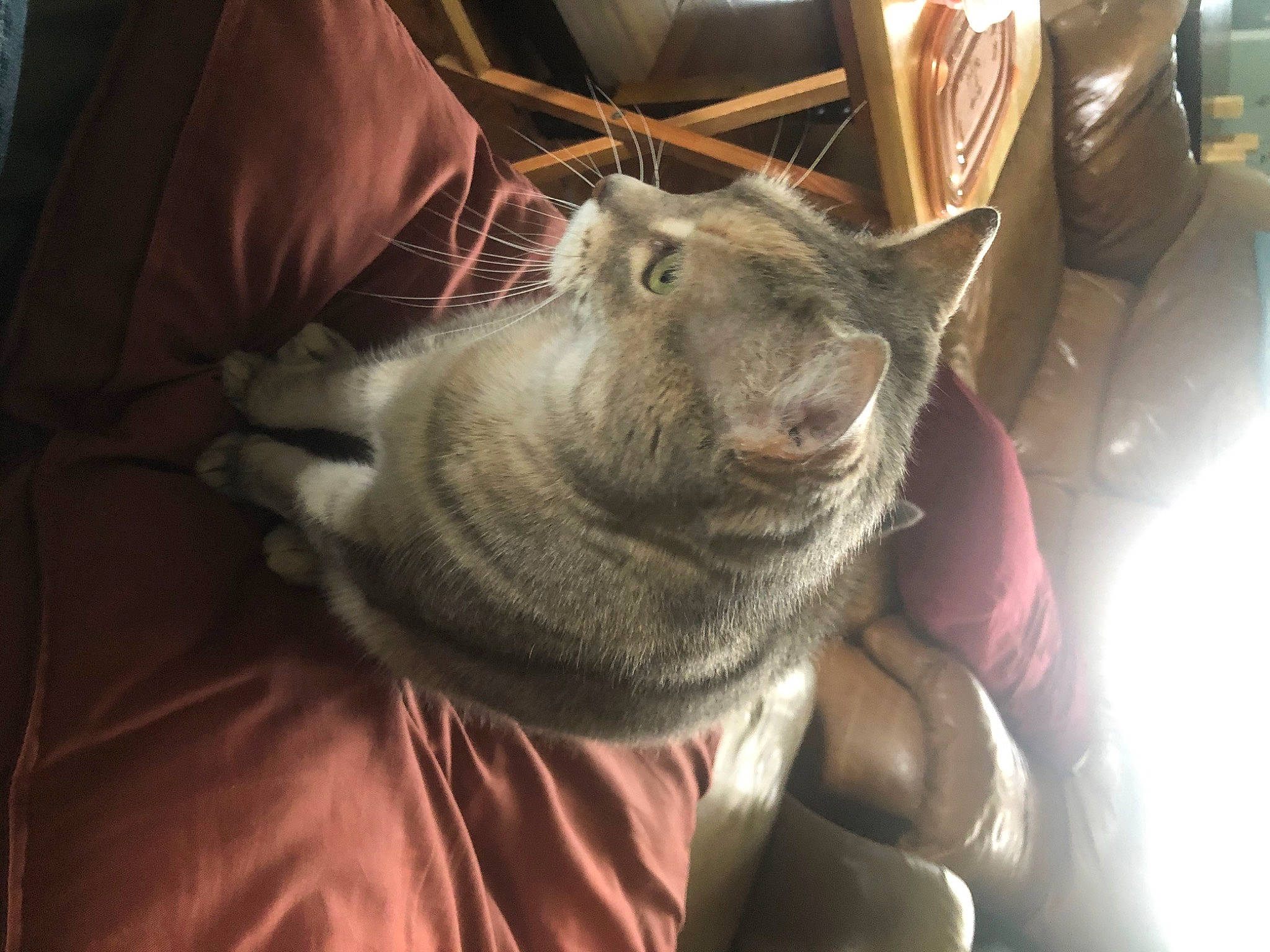 Little Girls joined the competition — help win amazing prizes! canidae, carnivore, cat, comfort, dog_breed, domestic_short_haired_cat, ear, felidae, fur, nap, small_to_medium_sized_cats, snout, wallaby, whiskers