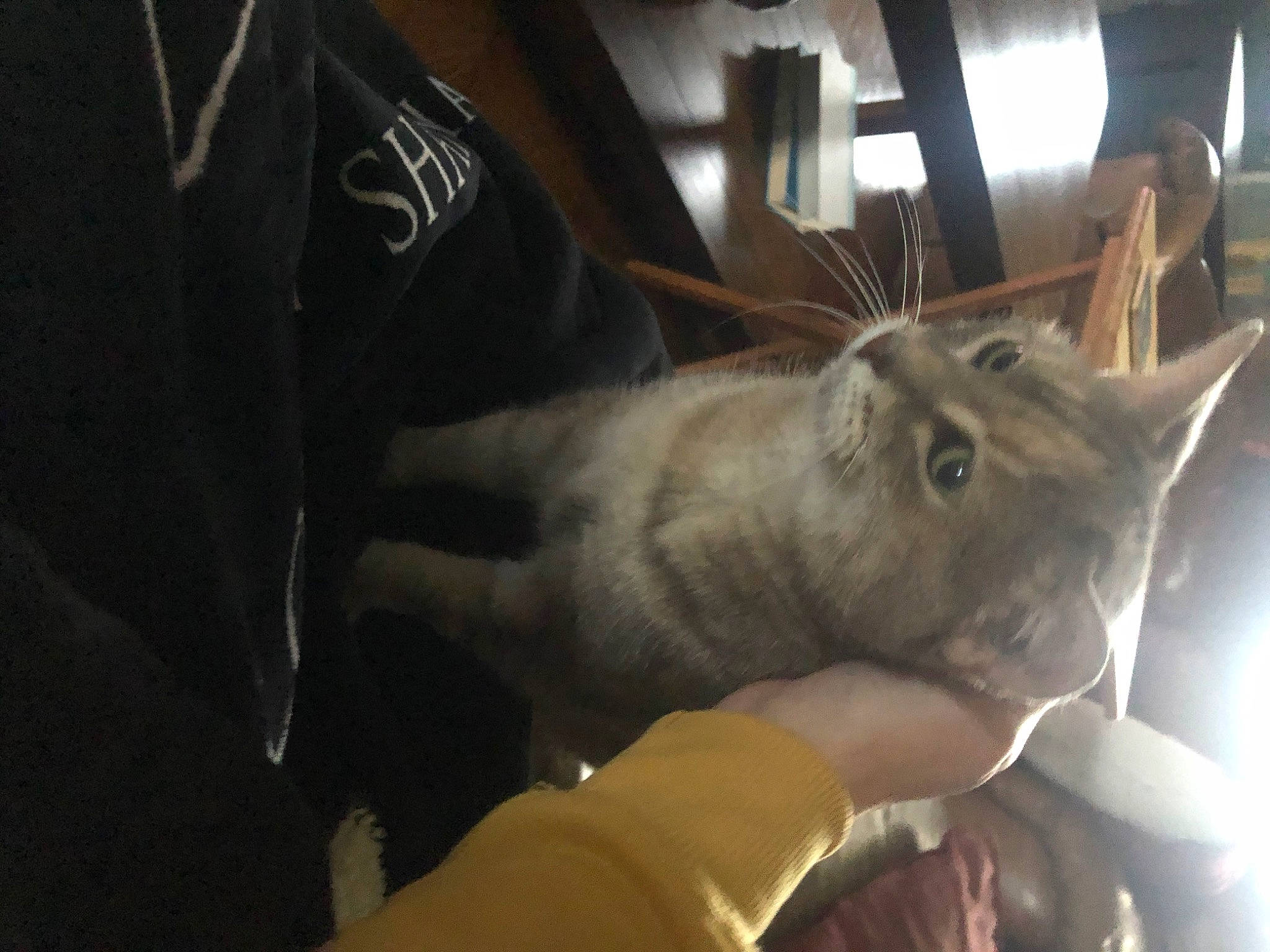 Little Girls is registered to the contest to win money with this photo: ear, fawn, felidae, fur, gesture, rabbits_and_hares, small_to_medium_sized_cats, whiskers, wombat, working_animal