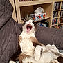 cat, yawning, feline, pet, indoor, quilted_blanket, shelf, books, cds, cozy, fur, paws, relaxed, mouth_open, tongue, whiskers, cute, home, animal, resting