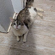 Charlie is registered to the contest to win money with this photo: cat, animal, pet, fur, tabby, white, floor, wooden_floor, corner, wall, indoor, looking_up, relaxed, ears, whiskers, curious, mammal, domestic, feline, laying_down