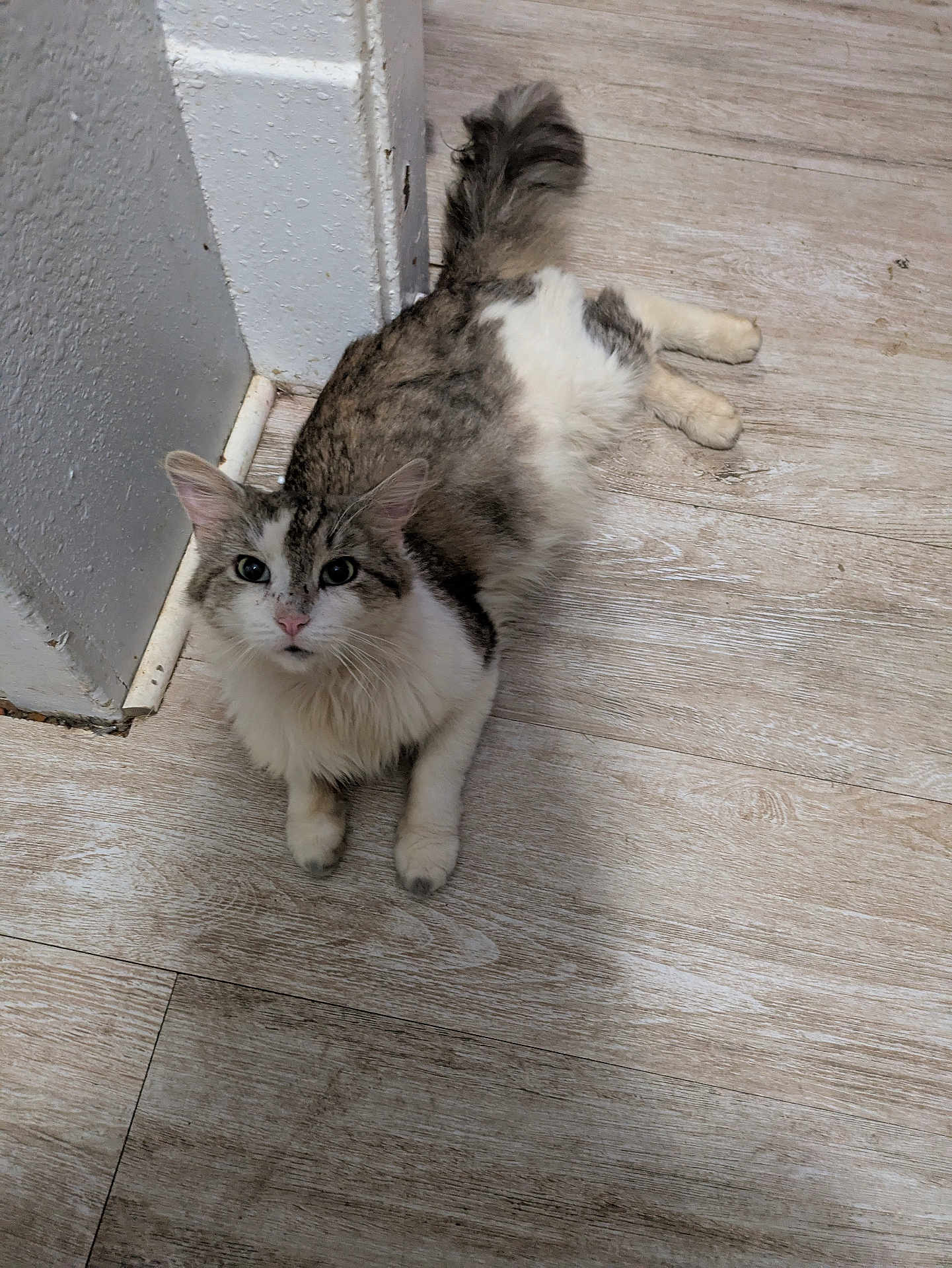 Charlie is registered to the contest to win money with this photo: cat, animal, pet, fur, tabby, white, floor, wooden_floor, corner, wall, indoor, looking_up, relaxed, ears, whiskers, curious, mammal, domestic, feline, laying_down