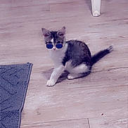 Charlie joined the competition — help win amazing prizes! accessory, animal, blue_rug, cat, cute, domestic_cat, eye_wear, floor, flooring, furniture, indoor, kitten, pet, playful, sitting, small, sunglasses, white_chair, wooden_floor, young_cat