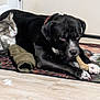 dog, cat, bone, indoor, rug, floor, door, pet, animal, sleeping, lying_down, black_dog, gray_cat, white_paw, collar, resting, cozy, companions, quiet, home