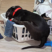 Doodie joined the competition — help win amazing prizes! dog, black_dog, laundry_basket, clothes, floor, red_collar, indoor, pet, tail, household, curious, domestic, plastic_basket, jeans, fabric, home, animal, canine, flooring, room