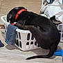 dog, black_dog, laundry_basket, clothes, floor, red_collar, indoor, pet, tail, household, curious, domestic, plastic_basket, jeans, fabric, home, animal, canine, flooring, room