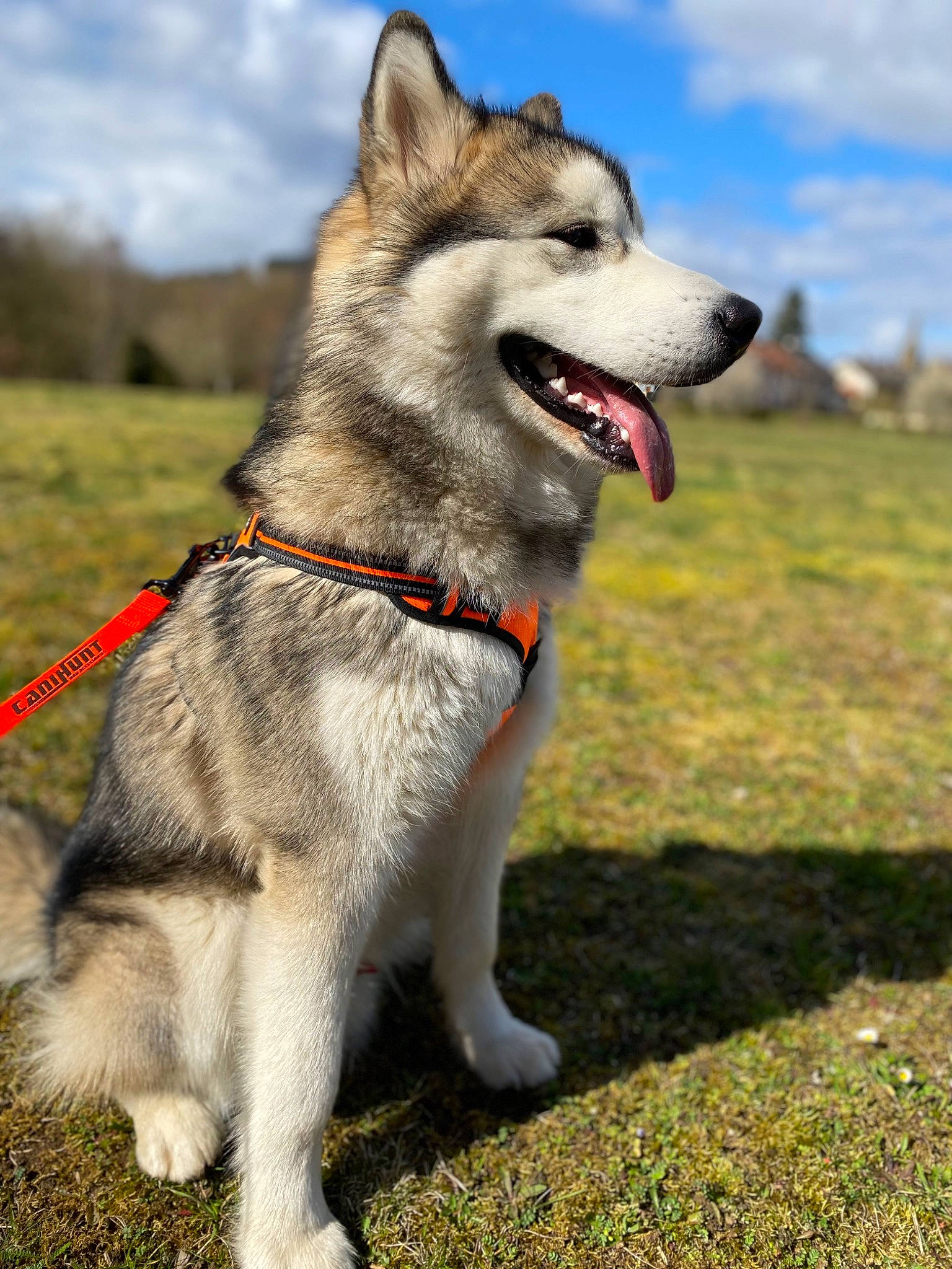 Sven participe au concours pour gagner de l'argent avec cette photo : canis, carnivore, cloud, collar, companion_dog, dog, dog_breed, dog_collar, fang, fashion_accessory, fawn, grass, leash, plant, sky, sled_dog, snout, sporting_group, tail, working_animal