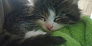 Alaska participe au concours pour gagner de l'argent avec cette photo : kitten, cat, sleeping, fur, whiskers, closeup, pet, cozy, blanket, green, cute, animal, resting, indoors, nap, soft, feline, young, peaceful, domestic