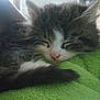 kitten, cat, sleeping, fur, whiskers, closeup, pet, cozy, blanket, green, cute, animal, resting, indoors, nap, soft, feline, young, peaceful, domestic