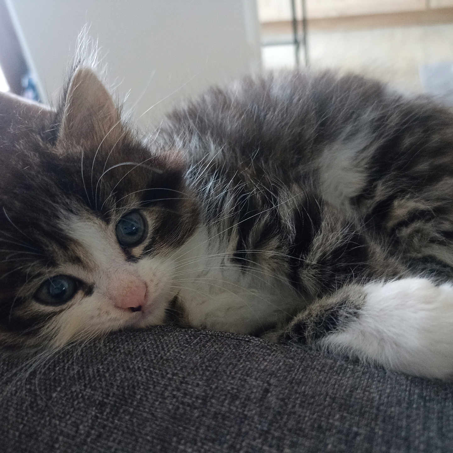 Alaska participe au concours pour gagner de l'argent avec cette photo : animal, blue_eyes, cat, closeup, cozy, cute, domestic, feline, fluffy, fur, indoor, kitten, pet, portrait, relaxing, resting, sleepy, soft, whiskers, young