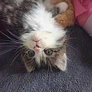 Alaska participe au concours pour gagner de l'argent avec cette photo : kitten, cat, upside_down, whiskers, fur, pet, animal, curious, closeup, texture, indoor, soft, cute, resting, pink_fabric, ginger_cat, companion, relaxed, eyes, portrait