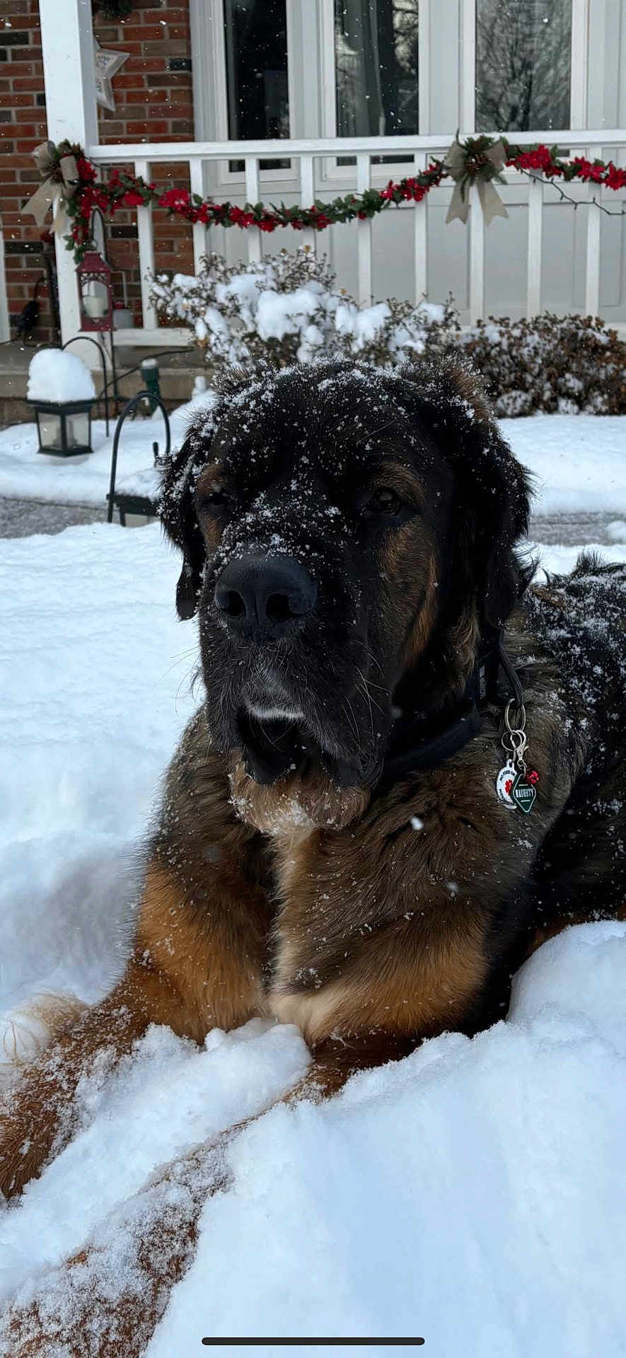 Murphy joined the competition — help win amazing prizes! dog, snow, winter, outdoor, pet, canine, holiday, decorations, garland, bow, fur, snowflakes, front_yard, house, porch, lantern, black_nose, brown_fur, large_dog, resting