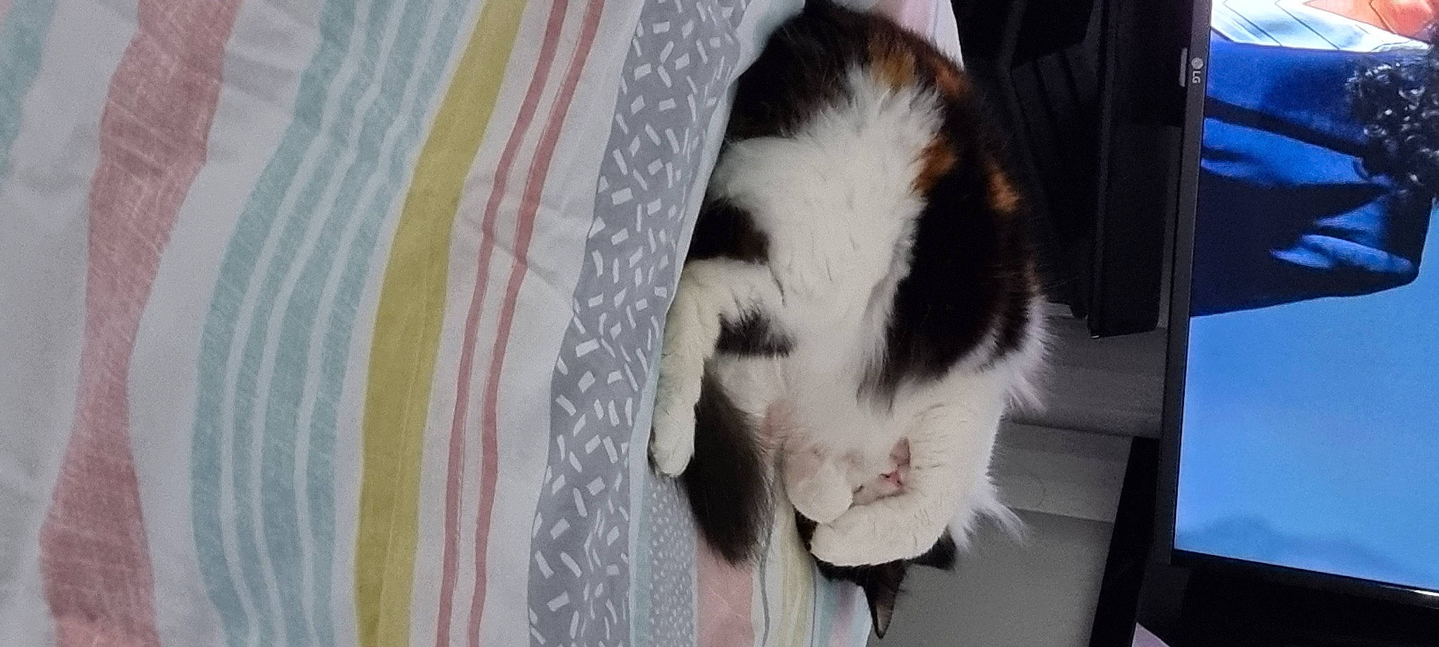 Tinker joined the competition — help win amazing prizes! canidae, carnivore, cat, claw, comfort, companion_dog, computer_keyboard, dog_breed, domestic_short_haired_cat, felidae, foot, fur, mammal, pattern, paw, small_to_medium_sized_cats, sporting_group, tail, textile, whiskers