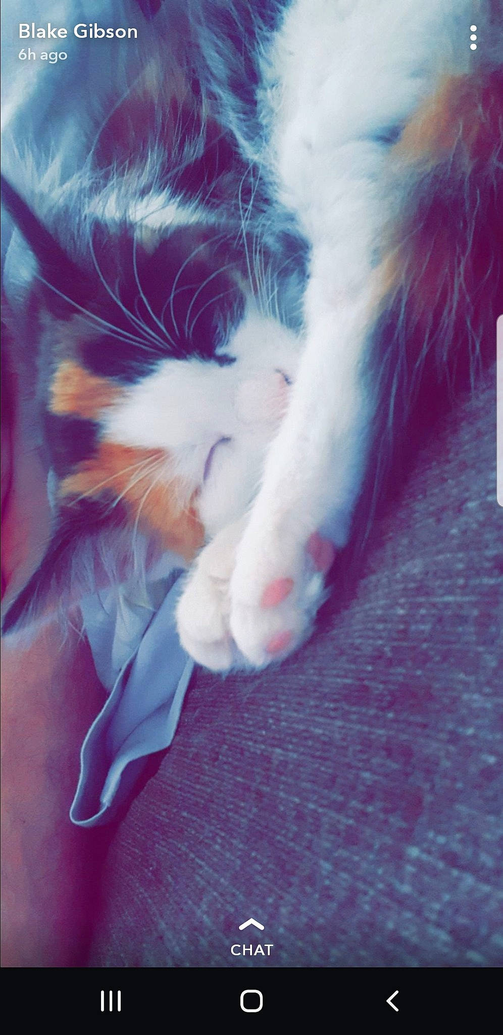 Tinker joined the competition — help win amazing prizes! carnivore, cat, felidae, fur, kitten, paw, small_to_medium_sized_cats, tail, whiskers